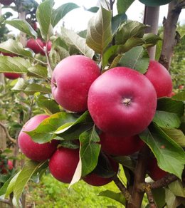 Discovery epler på gren