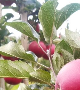 Discovery epler på gren